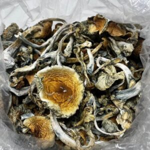 Golden Teachers shrooms